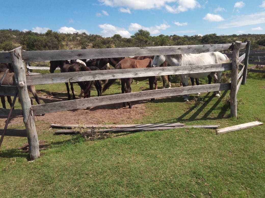 Caballos del campo detrás de una tranquera de madera